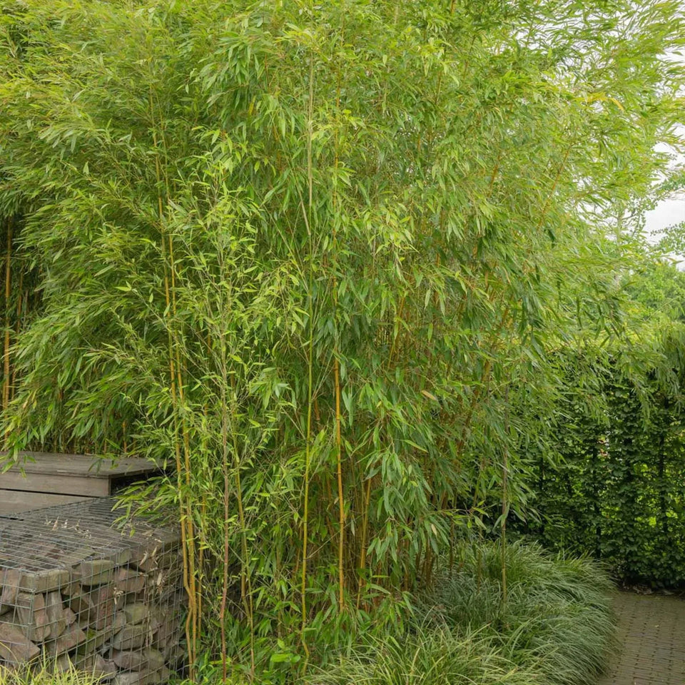 Bambu Spectabilis