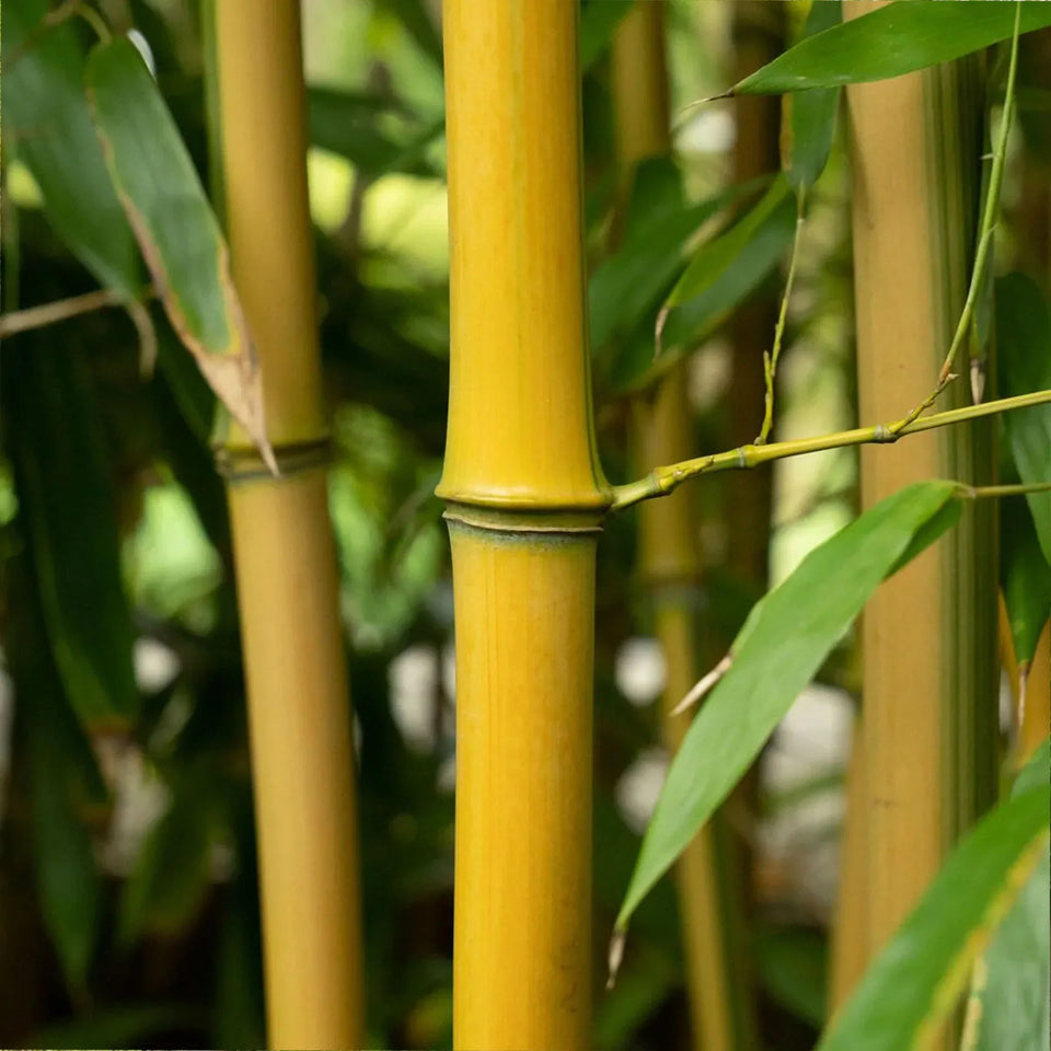 Bambu Spectabilis