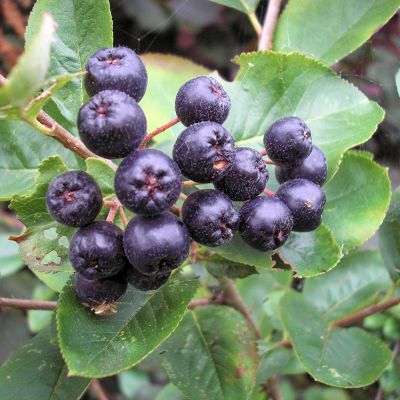 Svart aronia