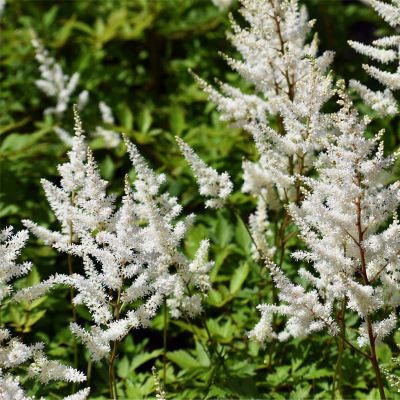 Silverastilbe 'Deutschland' 20x