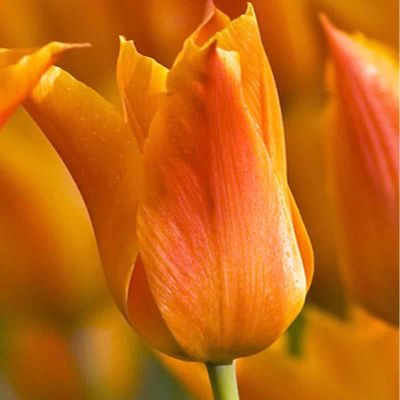 100 x Tulp 'Ballerina'