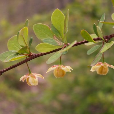 Häckberberis