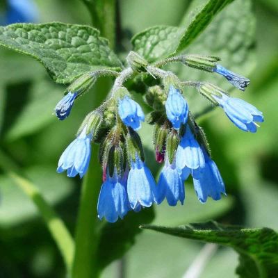 Borderpakket Symphytum Grandiflorum Wisley Blue