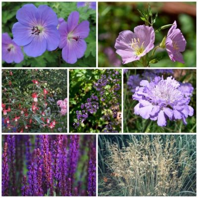 Perennpaket för lång blomningstid