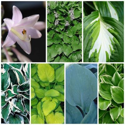 Perennpaket hosta