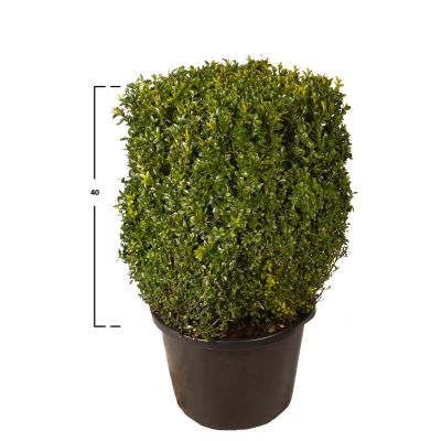 Buxus kubus 40h x 30 x 30 cm