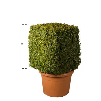 Buxus kubus 60h x 50 x 50 cm