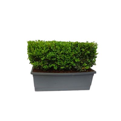 Buxus färdig häck