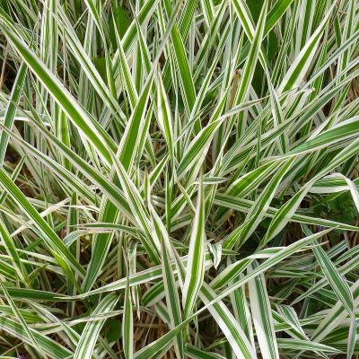 Borderpakket Carex morrowii 'Ice Dance'