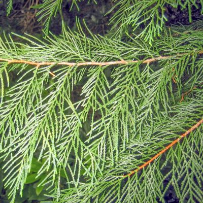 Grön Leylandcypress