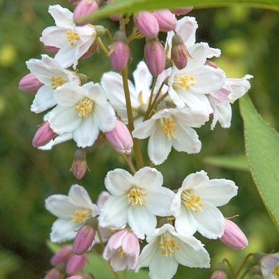 Bruddeutzia