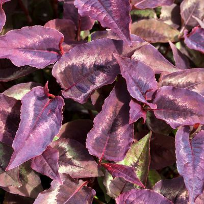 Borderpakket Persicaria microcephala 'Red Dragon'