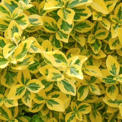 Brokig euonymus 'Emerald 'n Gold'