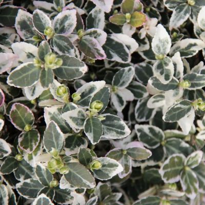 brokig euonymus 'Emerald 'n Gaiety' 