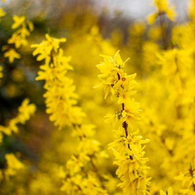  Forsythia 'Spectabilis'