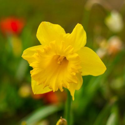 100 x Narcis 'Dutch Master'