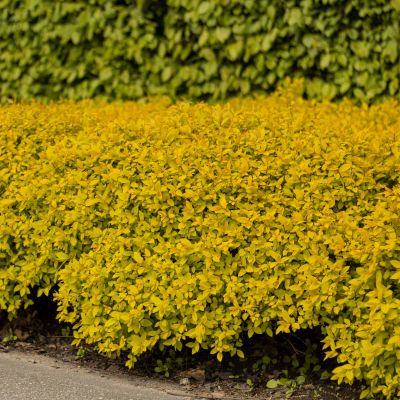 Praktspirea 'Goldflame'