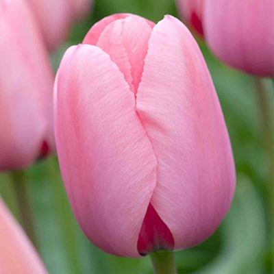 100 x Tulp 'Pink Impression'