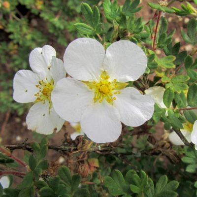 Potentilla fruticosa 'Abbotswood' 