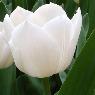 100 x Tulp 'Royal Virgin'