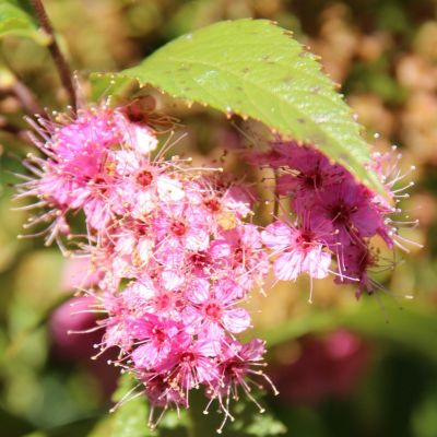 Praktspirea 'Anthony Waterer'