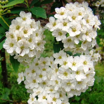 Spiraea vanhouttei