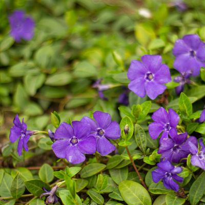 liten Vinca minor