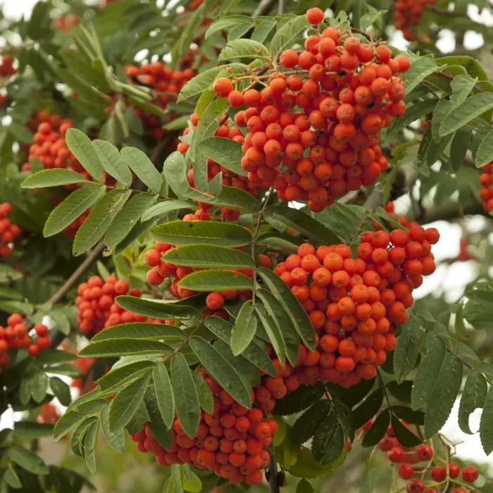 Rönn (Sorbus aucuparia) | Garmundo