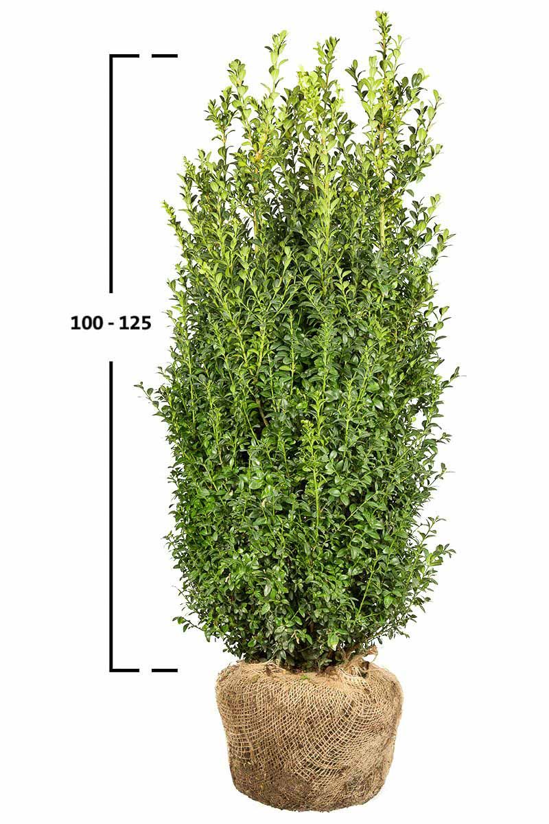 Buxus