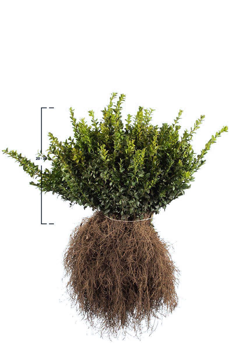 Buxus