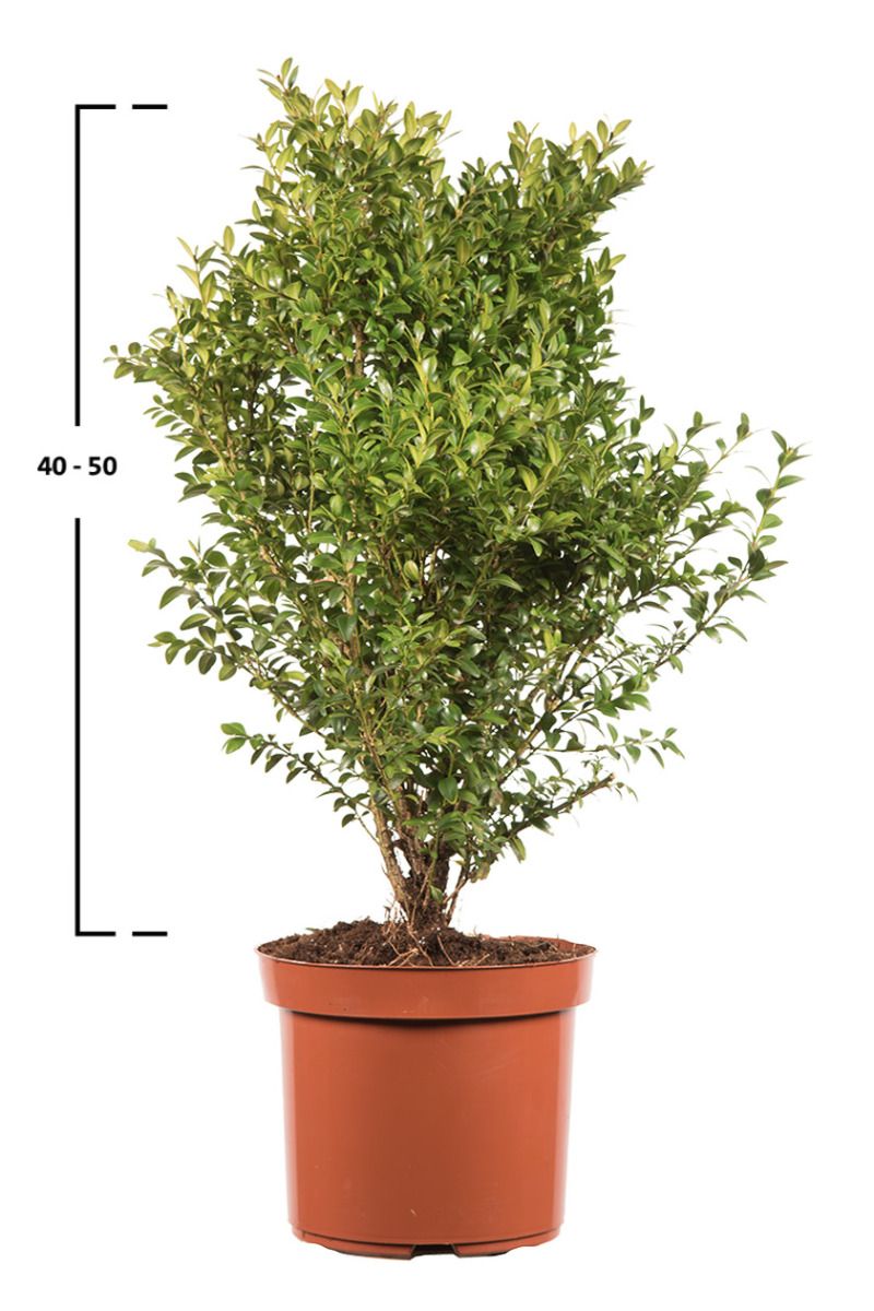 Buxus