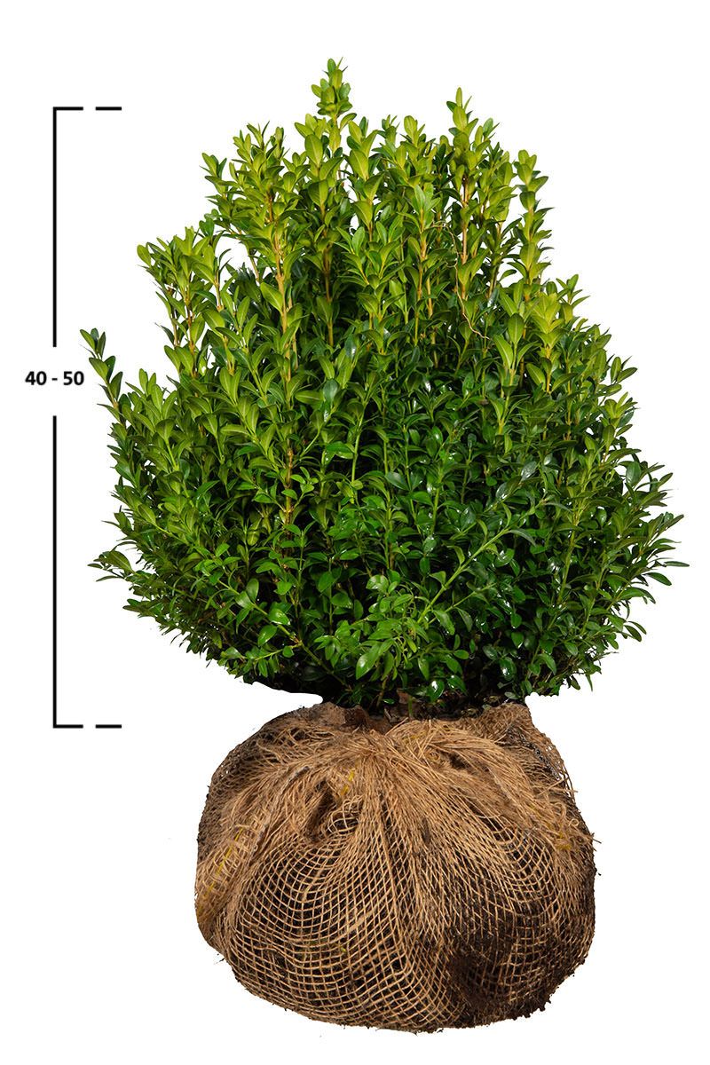 Buxus