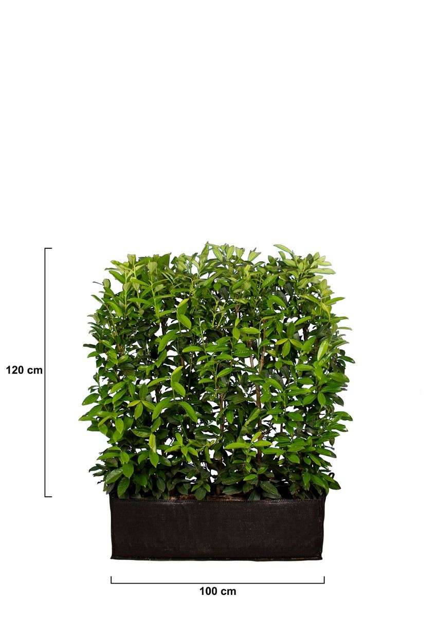 Lagerhägg Genolia® 120 cm. 